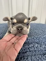 Tucker - AKC, a male French Bulldog for sale in Camden, MI – 2 of 4