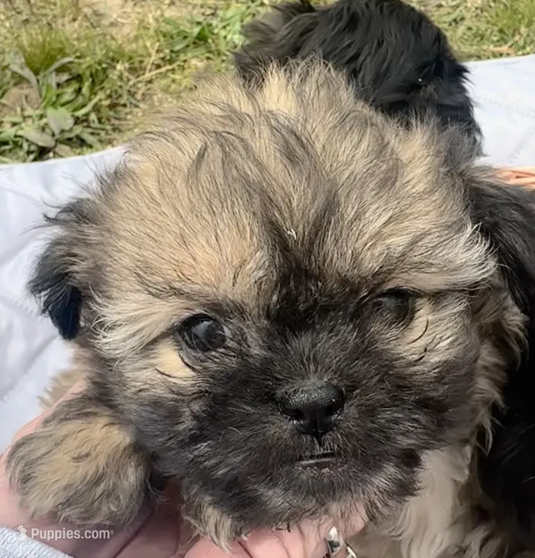 Lizzy – Shihpoo puppy for sale in Camden, MI