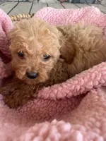 Temple, a female Poodle - Miniature  for sale in Camden, MI – 5 of 6
