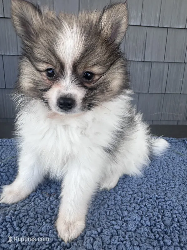 Graham  – Pomeranian puppy for sale in Camden, MI