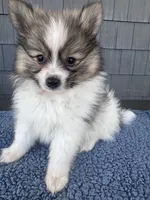Graham , a male Pomeranian for sale in Camden, MI – 1 of 5
