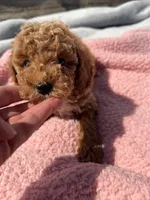 Brandy , a female Miniature Goldendoodle for sale in Camden, MI – 4 of 5