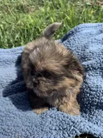 Dusty, a male Shihpoo for sale in Camden, MI – 5 of 6