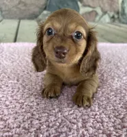 Clover (AKC) , a female Miniature Dachshund for sale in Camden, MI – 4 of 6