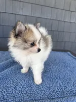 Peanut , a male Pomeranian for sale in Camden, MI – 3 of 5