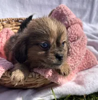 Lady, a female Shih Tzu for sale in Camden, MI – 3 of 5