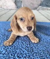 Becket (AKC), a male Miniature Dachshund for sale in Camden, MI – 4 of 4
