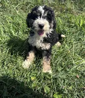 Willow, a female Miniature Bernedoodle for sale in Camden, MI – 2 of 7