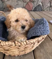 Rickey, a male Poodle - Miniature  for sale in Camden, MI – 2 of 9