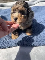 Duke, a male Yorkipoo for sale in Camden, MI – 2 of 6