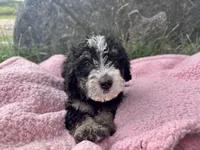 Mabel, a female Miniature Bernedoodle for sale in Camden, MI – 1 of 6