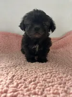 Wilma, a female Shihpoo for sale in Camden, MI – 6 of 7
