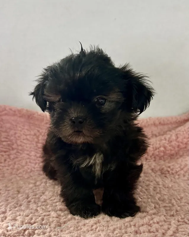 Wilma – Shihpoo puppy for sale in Camden, MI