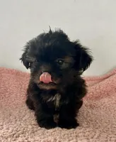 Wilma, a female Shihpoo for sale in Camden, MI – 3 of 7