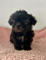 Wilma, a female Shihpoo for sale in Camden, MI – 5 of 7