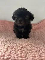Wilma, a female Shihpoo for sale in Camden, MI – 7 of 7