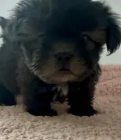 Wilma, a female Shihpoo for sale in Camden, MI – 2 of 7