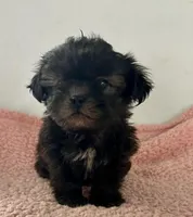 Wilma, a female Shihpoo for sale in Camden, MI – 4 of 7
