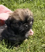Honey, a female Shihpoo for sale in Camden, MI – 3 of 6