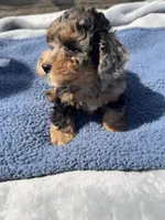 Duke, a male Yorkipoo for sale in Camden, MI – 4 of 6