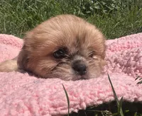 Taffy, a female Shihpoo for sale in Camden, MI – 2 of 5