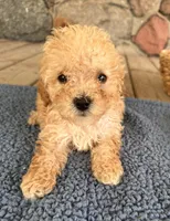 Rickey, a male Poodle - Miniature  for sale in Camden, MI – 8 of 9
