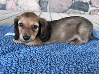 Flint (AKC), a male Miniature Dachshund for sale in Camden, MI – 3 of 4