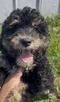 Trixie, a female Miniature Bernedoodle for sale in Camden, MI – 8 of 8
