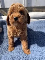 Jameson, a male Miniature Goldendoodle for sale in Camden, MI – 2 of 5