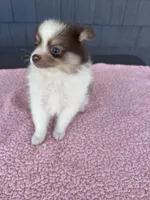 Ginger , a female Pomeranian for sale in Camden, MI – 4 of 6