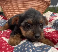 Annie , a female Yorkshire Terrier for sale in Camden, MI – 4 of 4