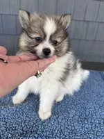 Graham , a male Pomeranian for sale in Camden, MI – 5 of 5