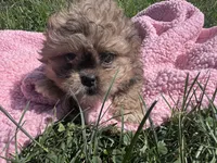Daisy , a female Shihpoo for sale in Camden, MI – 5 of 8