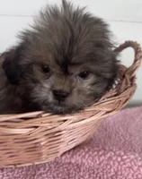 Jill , a female Shihpoo for sale in Camden, MI – 2 of 6