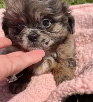 Sugar, a female Shihpoo for sale in Camden, MI – 3 of 4