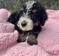 Mabel, a female Miniature Bernedoodle for sale in Camden, MI – 5 of 6