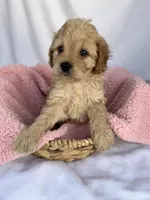 Kelly , a female Cavapoo for sale in Camden, MI – Photo 5 of 5