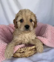 Kelly , a female Cavapoo for sale in Camden, MI – Photo 2 of 5