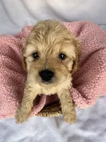 Kelly , a female Cavapoo for sale in Camden, MI – Photo 4 of 5