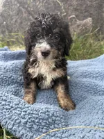 Winston , a male Miniature Bernedoodle for sale in Camden, MI – 7 of 8