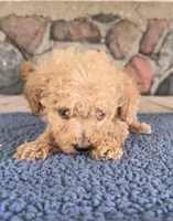 Collis, a male Poodle - Miniature  for sale in Camden, MI – 2 of 7