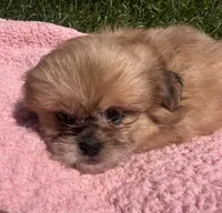 Taffy, a female Shihpoo for sale in Camden, MI – 5 of 5