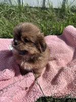 Penny, a female Shihpoo for sale in Camden, MI – 9 of 10