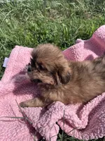Penny, a female Shihpoo for sale in Camden, MI – 3 of 10