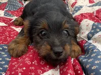 Ralphie , a male Yorkshire Terrier for sale in Camden, MI – 3 of 5