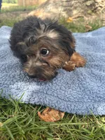 Bandit, a male Yorkipoo for sale in Camden, MI – 3 of 3