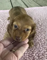 Clover (AKC) , a female Miniature Dachshund for sale in Camden, MI – 3 of 6