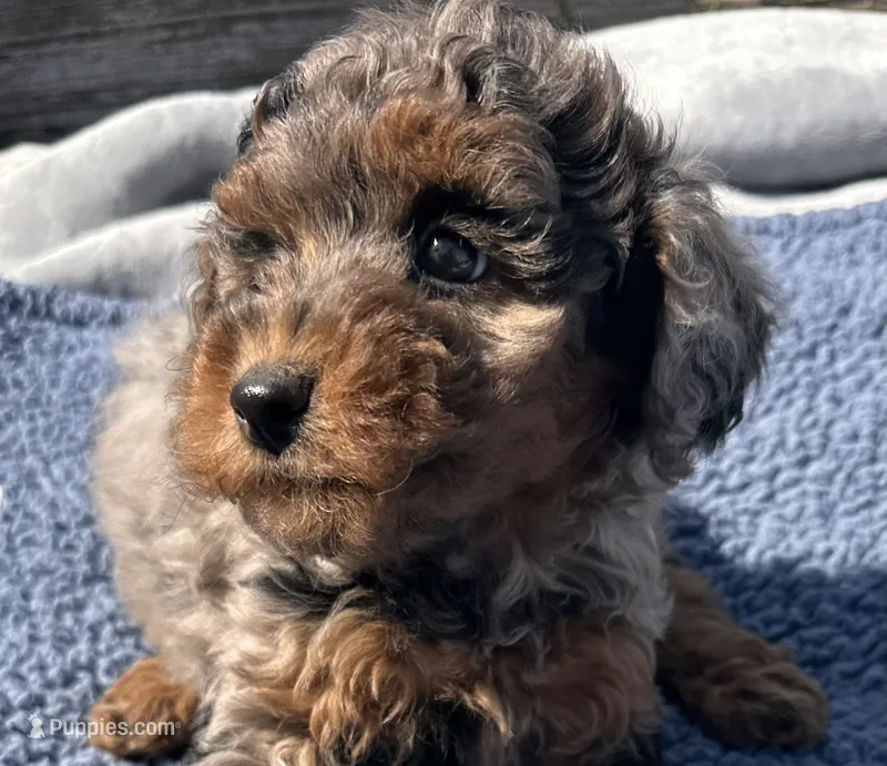 Baron  – Yorkipoo puppy for sale in Camden, MI