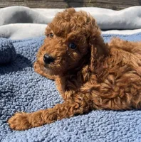 Walker, a male Miniature Goldendoodle for sale in Camden, MI – 3 of 4