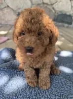 Charlie, a male Miniature Goldendoodle for sale in Camden, MI – 2 of 6
